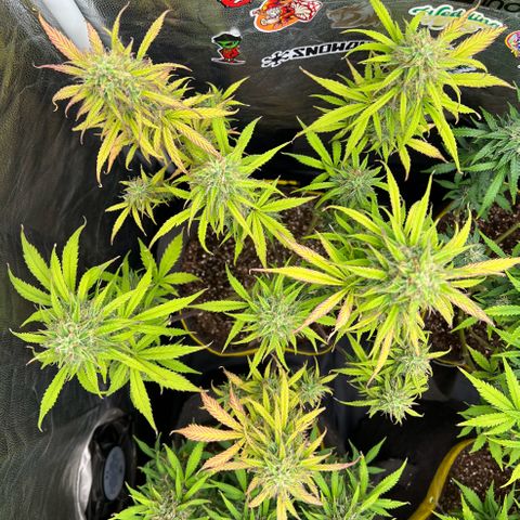 Gorilla Cookies Auto growlog timeline photo