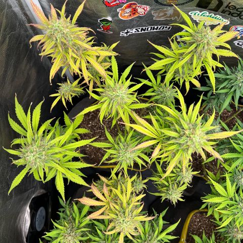 Gorilla Cookies Auto growlog timeline photo