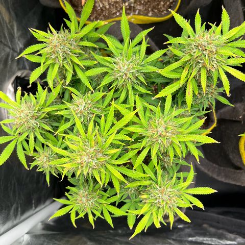 Gelato Auto growlog timeline photo