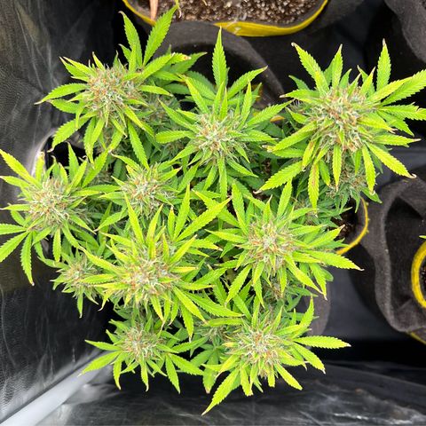 Gelato Auto growlog timeline photo