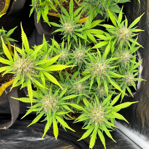 Gelato Auto #2 growlog timeline photo