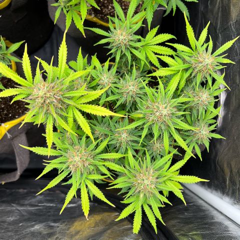 Gelato Auto #2 growlog timeline photo