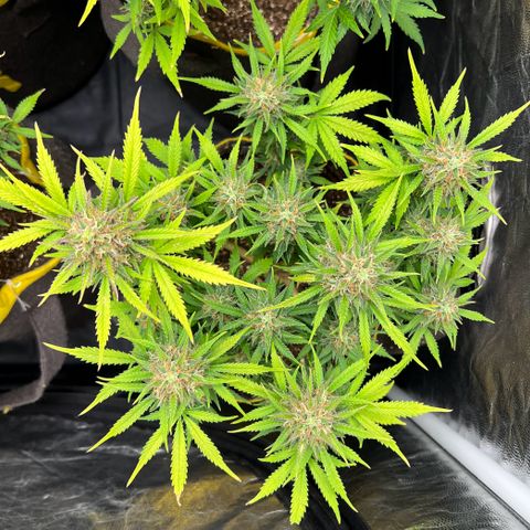 Gelato Auto #2 growlog timeline photo