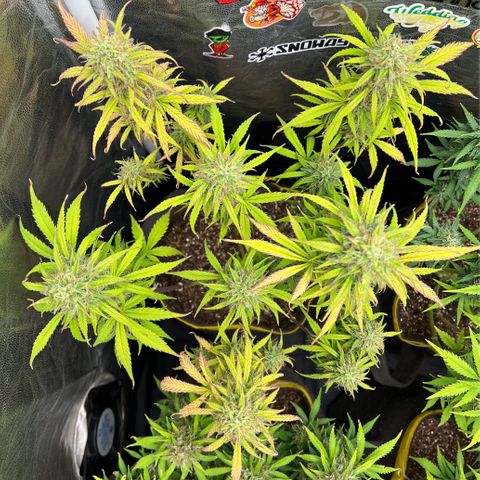 Gorilla Cookies Auto growlog timeline photo