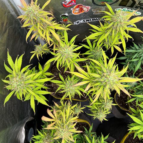 Gorilla Cookies Auto growlog timeline photo