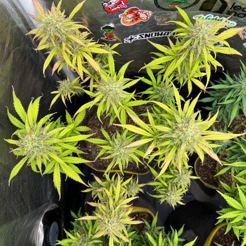 Gorilla Cookies Auto growlog timeline photo