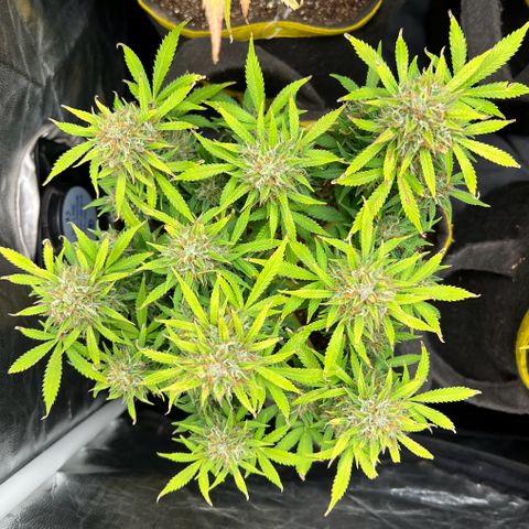 Gelato Auto growlog timeline photo