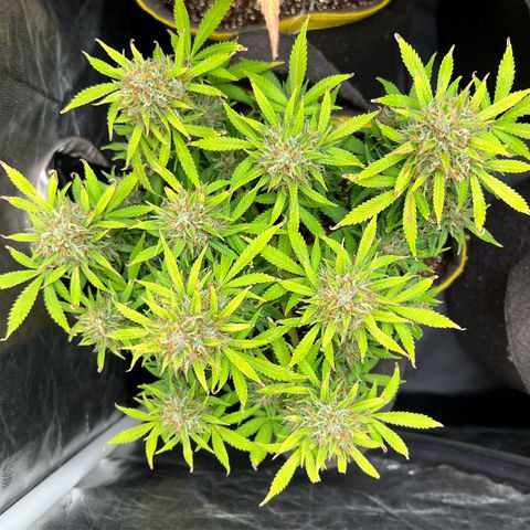 Gelato Auto growlog timeline photo