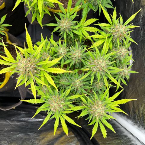 Gelato Auto #2 growlog timeline photo