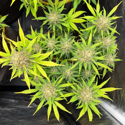 Gelato Auto #2 growlog timeline photo