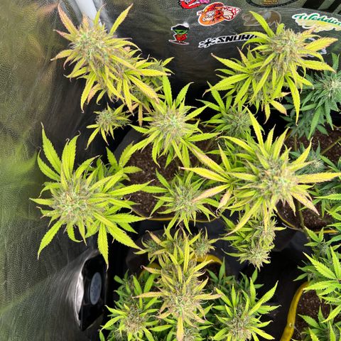 Gorilla Cookies Auto growlog timeline photo
