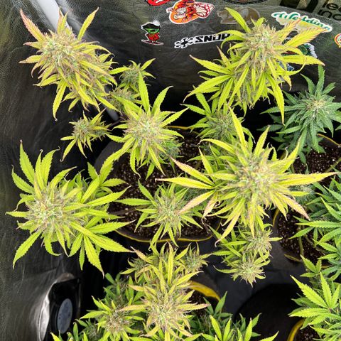 Gorilla Cookies Auto growlog timeline photo