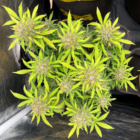 Gelato Auto growlog timeline photo