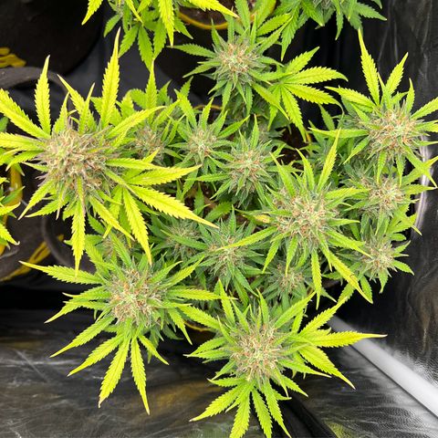 Gelato Auto #2 growlog timeline photo