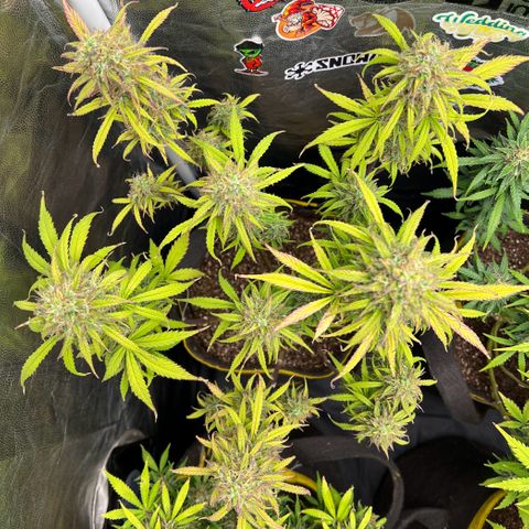 Gorilla Cookies Auto growlog timeline photo