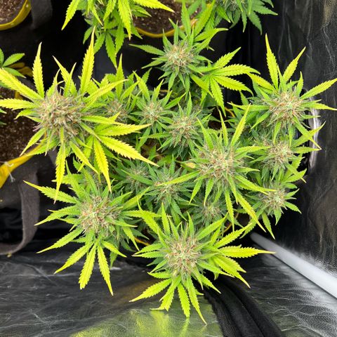 Gelato Auto #2 growlog timeline photo