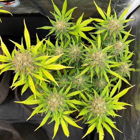 Gelato Auto #2 growlog timeline photo