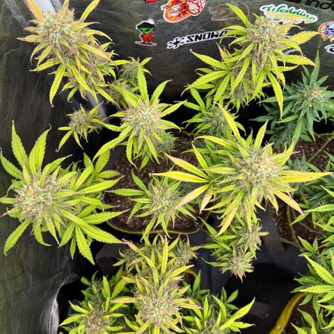 Gorilla Cookies Auto growlog timeline photo