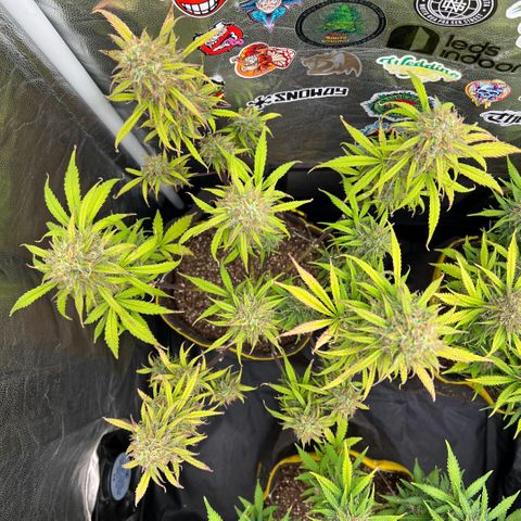 Gorilla Cookies Auto growlog timeline photo