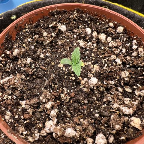 Radical Juice growlog timeline photo