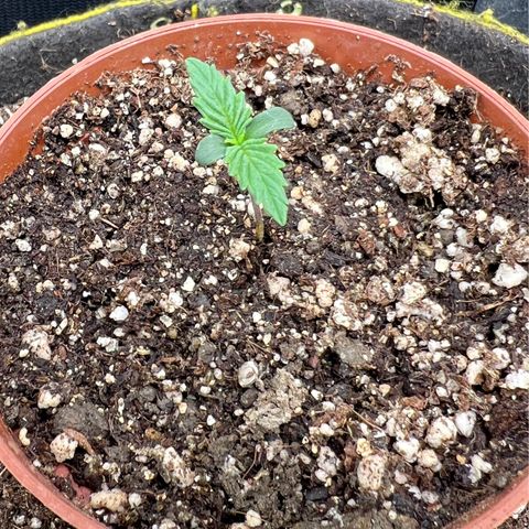 Zombie Kush growlog timeline photo