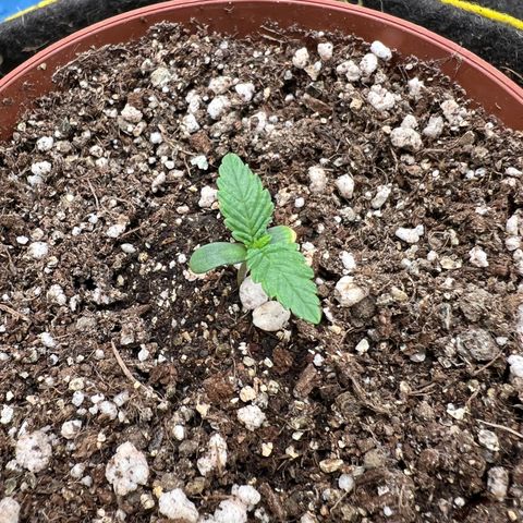 Radical Juice growlog timeline photo
