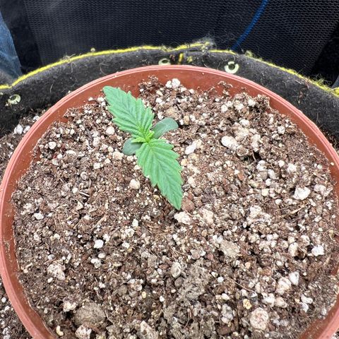 Zombie Kush growlog timeline photo