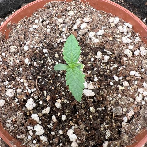 Radical Juice growlog timeline photo
