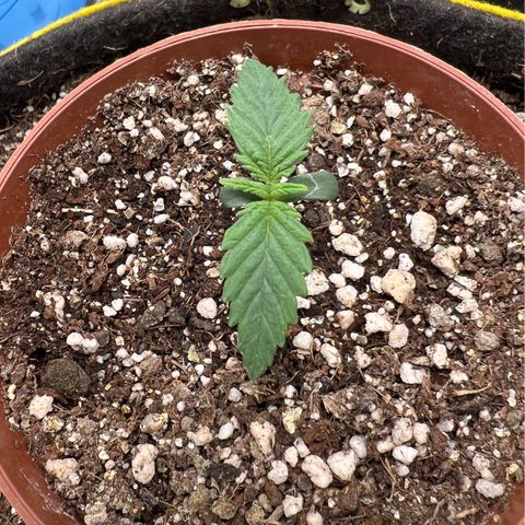 Zombie Kush growlog timeline photo