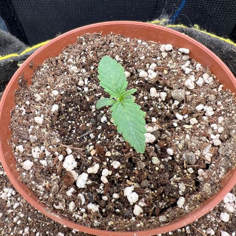 Radical Juice growlog timeline photo