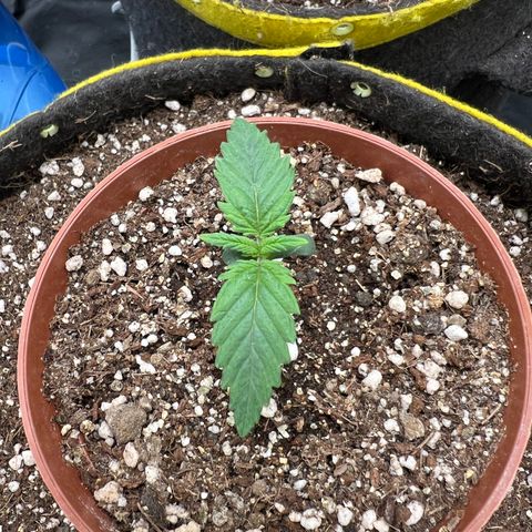 Zombie Kush growlog timeline photo