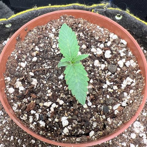 Radical Juice growlog timeline photo