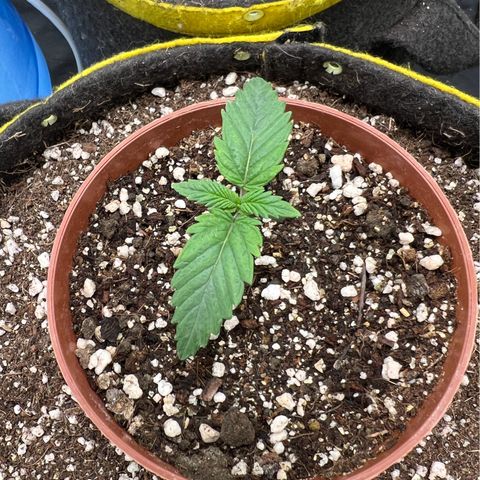 Zombie Kush growlog timeline photo