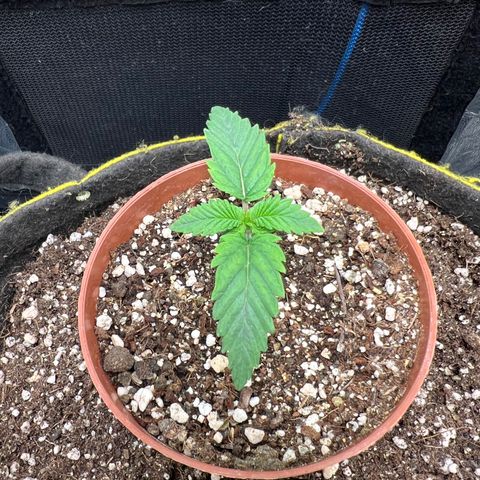 Zombie Kush growlog timeline photo