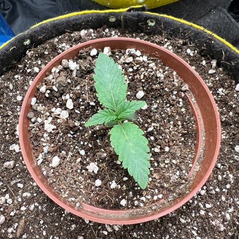 Radical Juice growlog timeline photo