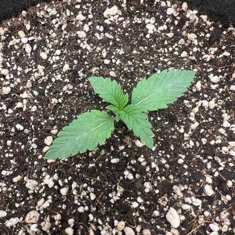 Radical Juice growlog timeline photo
