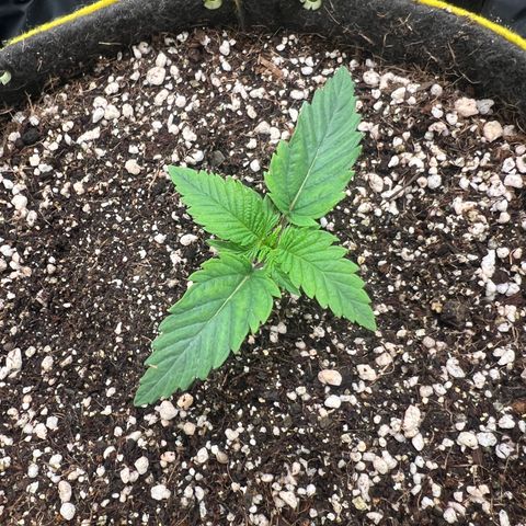 Zombie Kush growlog timeline photo
