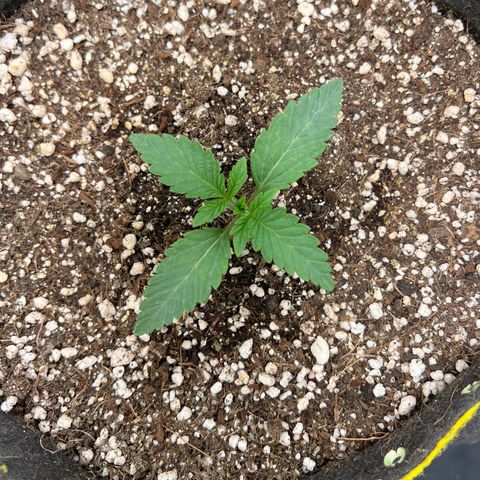 Radical Juice growlog timeline photo