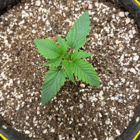 Zombie Kush growlog timeline photo