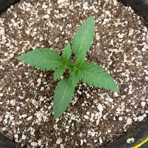 Radical Juice growlog timeline photo