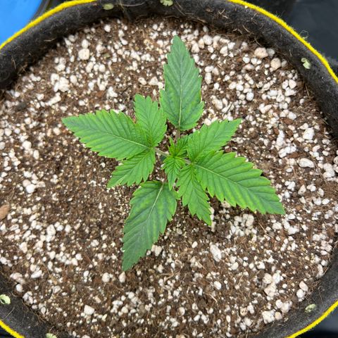 Zombie Kush growlog timeline photo