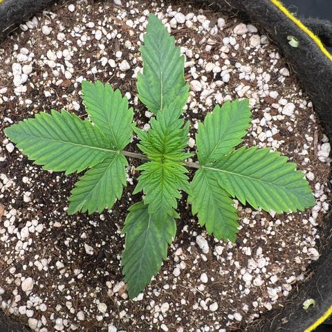Zombie Kush growlog timeline photo