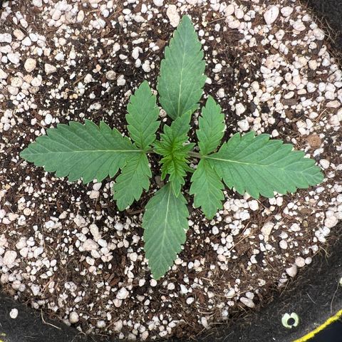 Radical Juice growlog timeline photo