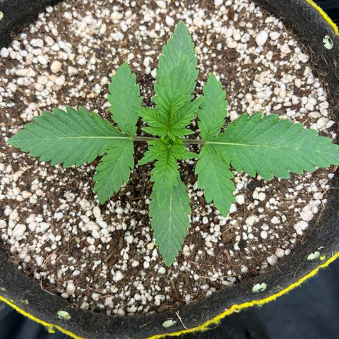 Radical Juice growlog timeline photo