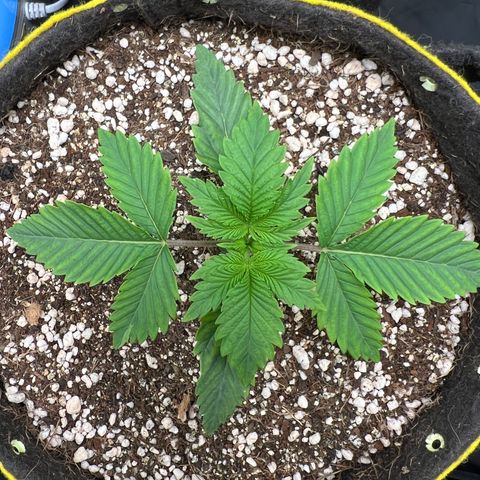 Zombie Kush growlog timeline photo