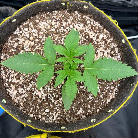Radical Juice growlog timeline photo