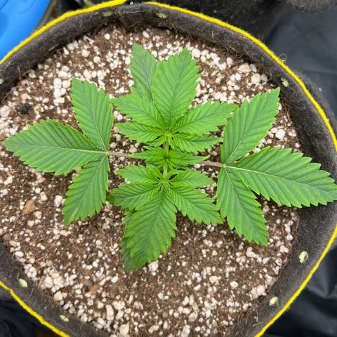Zombie Kush growlog timeline photo