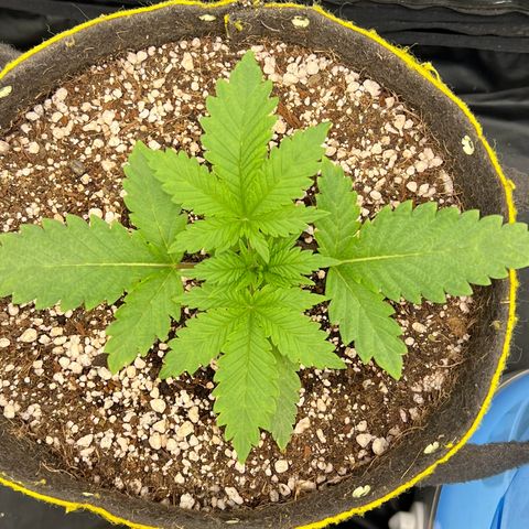 Radical Juice growlog timeline photo