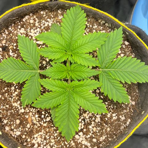Zombie Kush growlog timeline photo