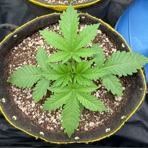 Radical Juice growlog timeline photo